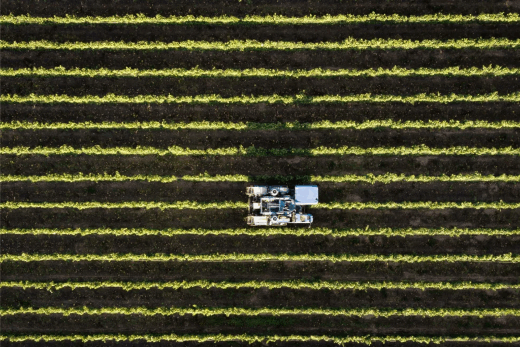 Crops in field to be used for organic alcohol