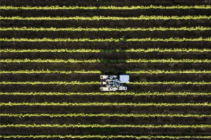 Crops in field to be used for organic alcohol